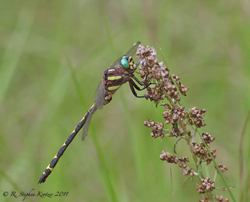 Cordulegaster obliqua, male